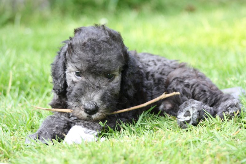 Arc-en-ciel Antares 2009-06-30 (11).JPG